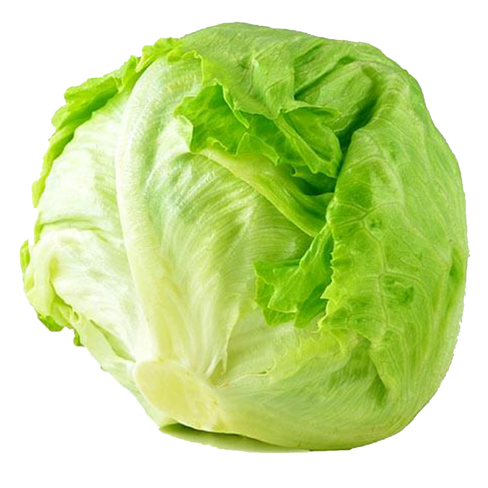 Iceberg Lettuce